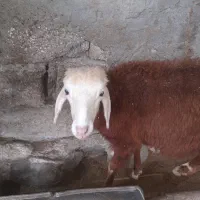 بره ماده