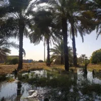 مستقیم از جنوب، شیره خرما