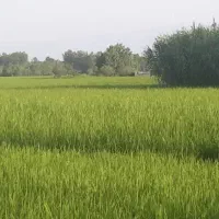 فروش 5000 متر زمین شالیزاری