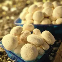 فروش قارچ درجه یک