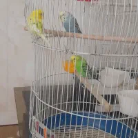 سه عدد مرغ عشق|پرنده|خمینی‌شهر, |دیوار