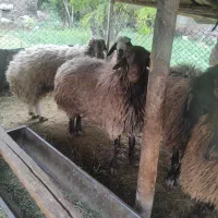 بره نر  چاق   بالای هفتاد کیلو