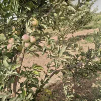 یک هکتار زمین. مجوز گاوداری 100راسی و باغ سیب|فروش دفتر صنعتی، کشاورزی، تجاری|تهران, آذری|دیوار