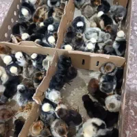 جوجه دو روزه سلطان