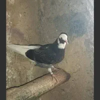 کبوتر یا کفتر گم شده و باخت دادم