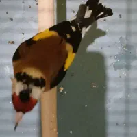 سهره رنک روشن نره