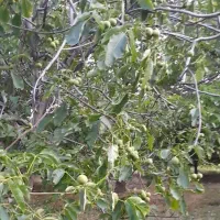 نهال گردو خوشه ای (کهمان)