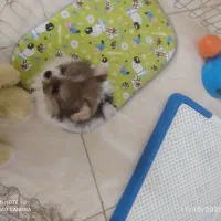 سگ پامر خرسی پاندایی|سگ|اصفهان, شهرک ولیعصر|دیوار