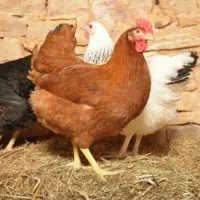 مرغ تخمگذار محلی