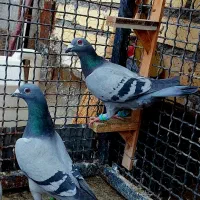 پلاکی اصیل یک رگ آردن