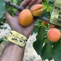 ارائه نهال زردآلو پرتقالی مناسب خشکباری