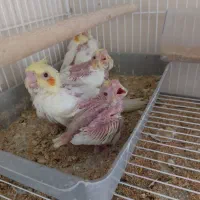 عروس هلندی|پرنده|شیراز, گویم|دیوار