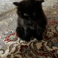 گربه اسکاتیش مشکی|گربه|اهواز, کیانپارس |دیوار