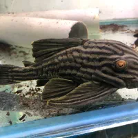 پلکو رویال 27D