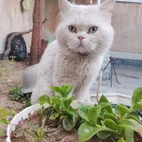 اسکاتیش