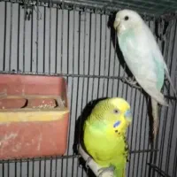 مرغ عشق مولد با جوجه سرلاکی چشم قرمز خونگی سالم|پرنده|قائم‌شهر, |دیوار