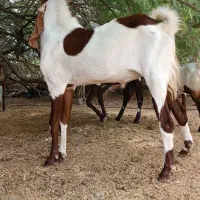 نری پاکستانی دوساله|حیوانات مزرعه|شمیل, |دیوار