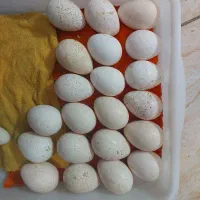 تخم بوقلمون