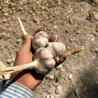 سیر تاروم