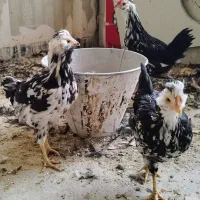 تعداد5عدد نیمچه گلین|حیوانات مزرعه|کرج, کوی کارمندان شمالی|دیوار