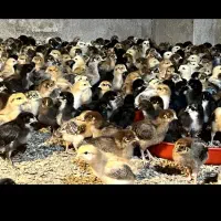 جوجه محلی