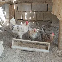 خروس گلین جوان|حیوانات مزرعه|مشهد, موسوی قوچانی|دیوار