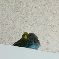 مرغ عشق