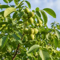 فروش نهال فرنور اصل با ارسال رایگان|حراج|منجوان, |دیوار