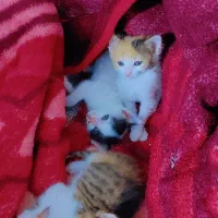 واگذاری بچه گربه