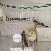 عروس هلندی جوجه و مولد|پرنده|میانه, |دیوار