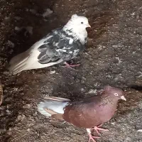 4 غدد کبوتر دمسفید