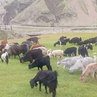 گوسفندان دزدیده