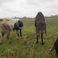 گوسفند بز گاو