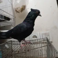 کفتر|پرنده|مشهد, شیرحصار|دیوار