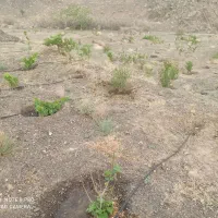 باغ روبروی هویزار ۱۸۰۰ متر|فروش دفتر صنعتی، کشاورزی، تجاری|سبزوار, قصبه شرقی|دیوار