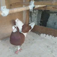 نر ماده پرشی مایه کفترخوب