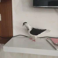 ساده سیاه افشون افغانی ماده