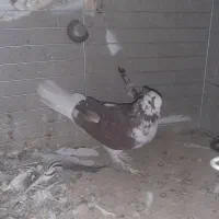 کبوتر گرگی و المانی