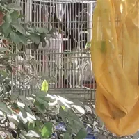 سهره گردن کلفت قرص بخون