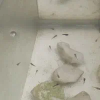 بچه گوپی  پلاتی ، دم شمشیری ۶۰ تا قاطی