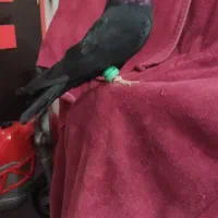 کفتر کبوتر|پرنده|خورموج, |دیوار