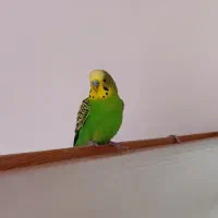 مرغ عشق