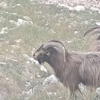 پازن مست داشتی