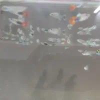 ماهی ،اکواریوم