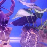 ماهی بلک گوست|ماهی|تهران, اقدسیه|دیوار