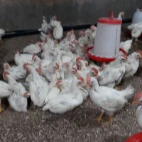 جوجه خروس|حیوانات مزرعه|صحنه, |دیوار
