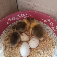 جوجه غاز(بط)