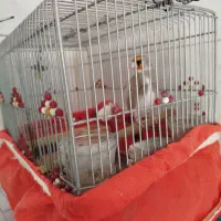 سهره دورگ|پرنده|شیراز, کوشک میدان|دیوار