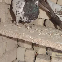 کفتر|پرنده|شهرضا, |دیوار