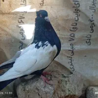 کبوتر بهبونی جفتی